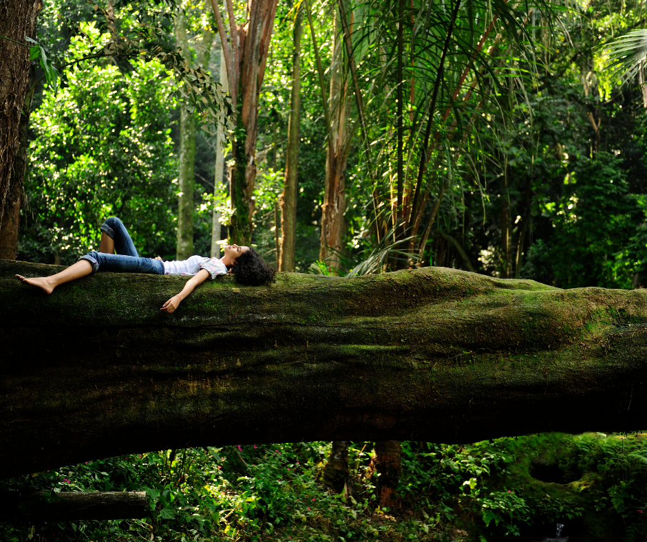 Trekkingthai เทรคกิ้งไทย เดินป่า นิกเซ่น Niksen นั่งโง่ๆ อาบป่า รักสุขภาพ ลดความเครียด 