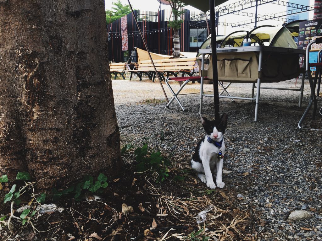 TrekkingTHAI เทรคกิ้งไทย รีวิวคาเฟ่ รีวิวร้านกาแฟ Kamaboko คามาโบโกะ แมว