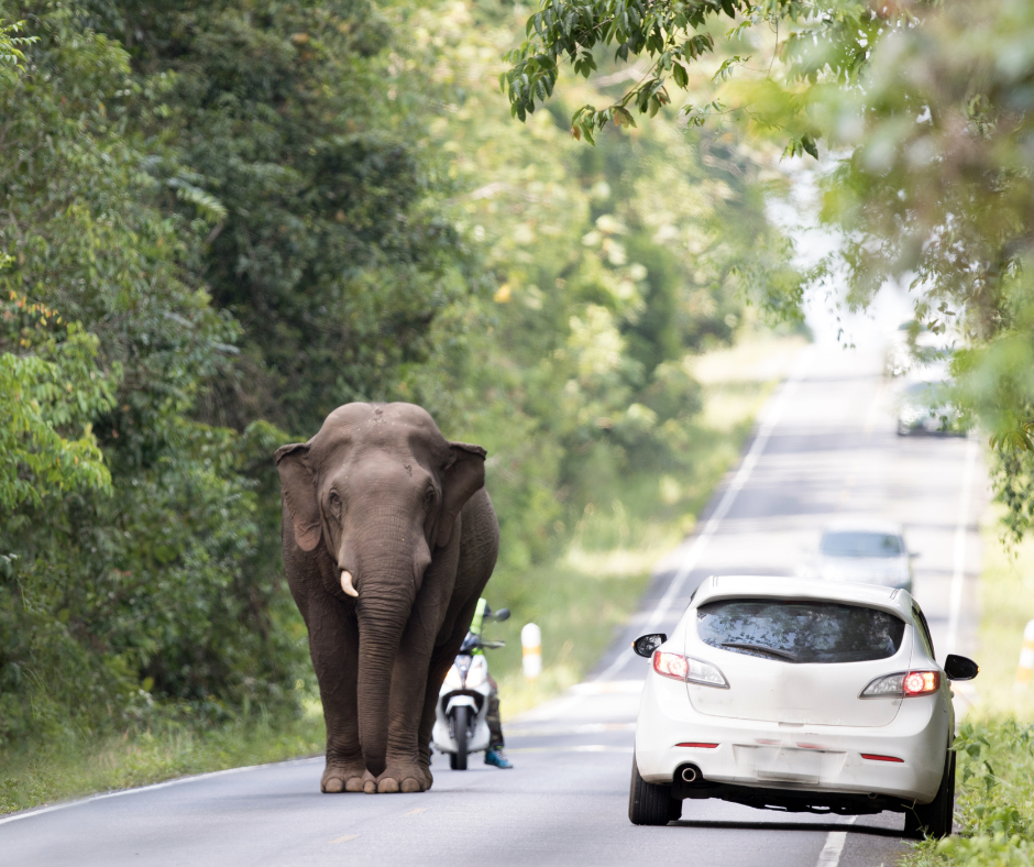 Trekkingthai เทรคกิ้งไทย เดินป่า เดินป่าเขาใหญ่ ช้างป่า ช้างไทย  เขาใหญ่ อุทยานแห่งชาติเขาใหญ่