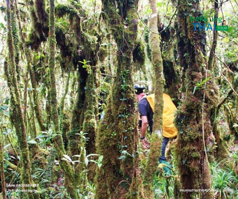 เทรคกิ้งไทย เดินป่า เดินเขา TrekkingTHAI ยอดเขา เที่ยวเดินป่า เดินป่าสายโหด เส้นทางเดินป่าสุดโหด เส้นทางเดินป่า